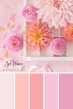 pink and yellow color palette with flowers in the center, on a light pink background