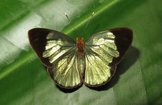 a close up of a butterfly on a leaf