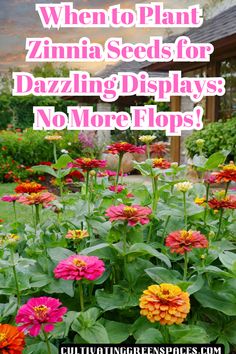 colorful flowers with the words when to plant zinna seeds for dazzling displays, no more flops