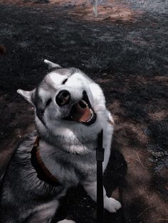 a husky dog sitting on the ground with its mouth open