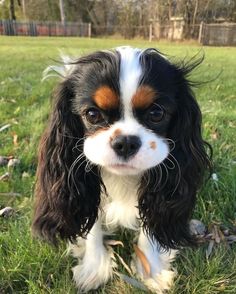 a small brown and white dog standing on top of a lush green grass covered field