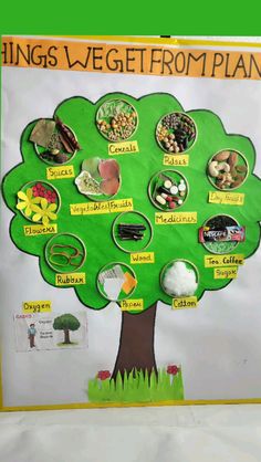 a bulletin board with the words things vegetated from plant and tree on it