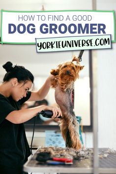 a woman grooming a dog with a blow dryer