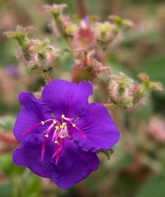 a purple flower with green leaves in the background