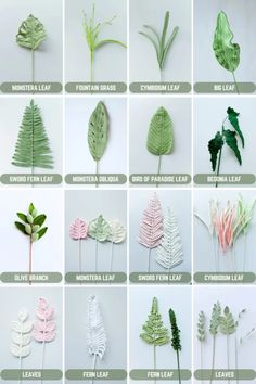 the different types of leaves are shown in this image, and there is also an info sheet for each leaf