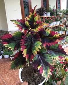 a potted plant with red, green and yellow leaves in front of a house