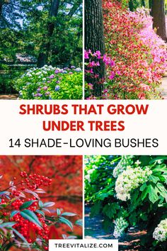 shrubs that grow under trees and shade - loving bushes