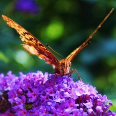 a butterfly sitting on top of purple flowers