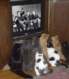 four cats are sitting in front of a television