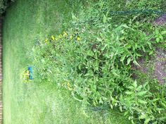 a bush with yellow flowers growing out of it in the middle of a yard next to a fence