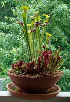 a potted plant on a window sill filled with flowers