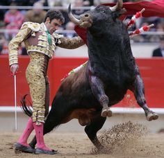 a man is trying to wrestle with a bull