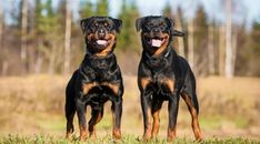 two black and brown dogs standing next to each other on top of a grass covered field