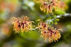 some yellow flowers are hanging from a tree branch