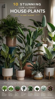 the 10 stunning low - light houseplants are on display in many different pots