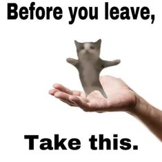 a hand holding a cat with the caption before you leave, take this