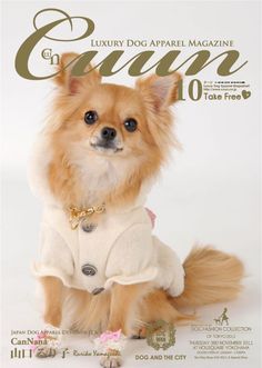 a small brown dog wearing a white sweater and pink shoes sitting on a white surface