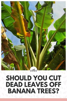 a banana tree with the words should you cut dead leaves off your banana trees?