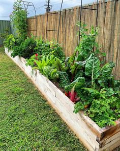 a garden filled with lots of green plants next to a wooden fence on top of grass