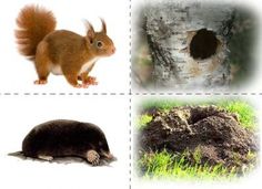 four different types of animals that can be found in the forest or on the ground