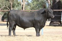 a large black cow standing on top of a dry grass field next to a fence