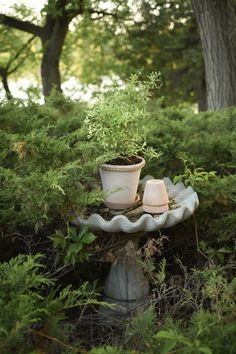 a potted plant sitting on top of a bird bath in the middle of a forest