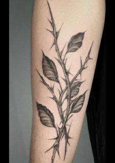 a black and white photo of a plant with leaves on it's leg,