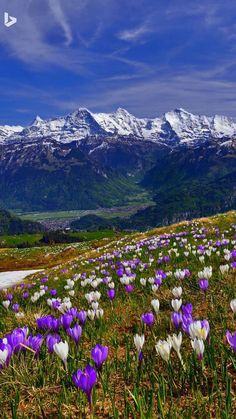 purple and white flowers in the foreground with snow capped mountains in the background