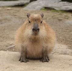 a capybara sitting on top of a cement slab