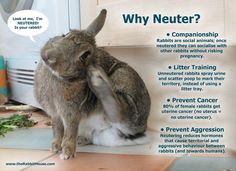 a rabbit sitting on top of a wooden floor next to a kitchen counter with words above it that say, why neuter?