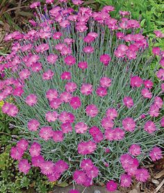 purple flowers are growing in the garden