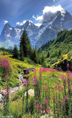 the mountains are covered in snow and green grass with wildflowers growing on them