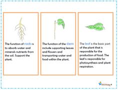 four different types of plants and their roots are shown in the text, which includes information about