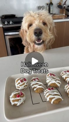 a dog is looking at some treats on a tray