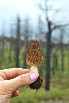 a person holding up a small mushroom in their hand with dirt on the ground and trees in the background