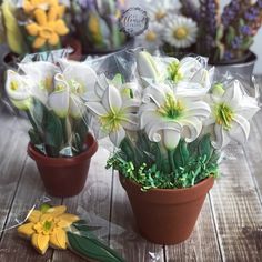 some flowers are sitting in small pots on a wooden table with plastic wrap around them