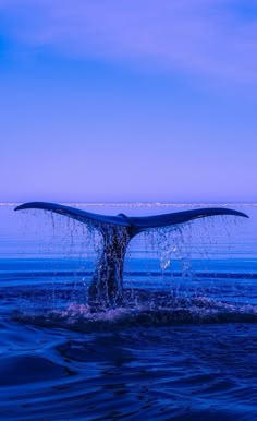 a whale tail flups out of the water