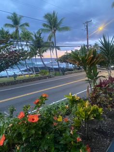 some plants and flowers on the side of the road by the ocean at dusk with palm trees in the background