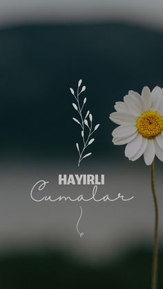 a single white flower with the words havini cumalar written below it