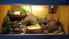 a fish tank filled with plants and rocks under a light on top of a table