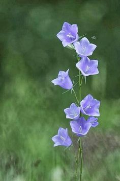 some purple flowers are growing out of the ground in front of a blurry background