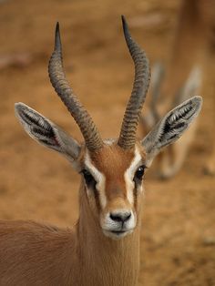 an antelope with very long horns standing in dirt area next to another animal