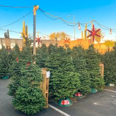 christmas trees are lined up in the parking lot