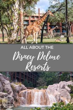 two giraffes standing in front of a waterfall with the words all about the disney deluxe resort