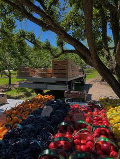 an assortment of fruits and vegetables are on display under the shade of a large tree