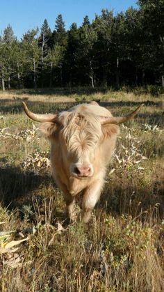 a brown cow walking across a grass covered field