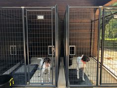 two dogs are in their kennels at the zoo