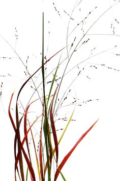 tall grass with red and green stems against a white background, in the foreground