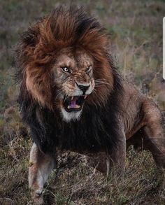 a lion with its mouth open walking through the grass