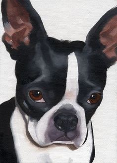 a painting of a boston terrier dog looking at the camera with brown eyes and ears